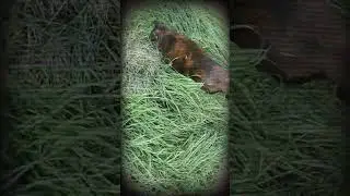 Asshole Cats of Alice Avenue Episode 1