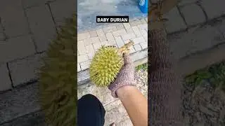 BABY DURIAN #durian #musangking #viral #tiktok #fyp #farming #kebun #malaysia #shorts #wow #food #yt