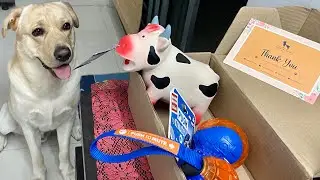 New Toys for Buddy | Best Budget Toys for Dogs online India | LABRADOR |Animal Sound Toy| Buy Online