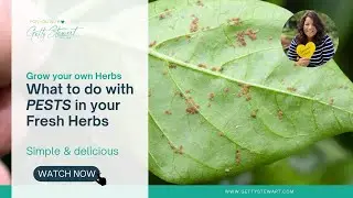 🐛🐜🪲Help! Pests on your Fresh Herbs!