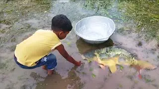 Wow Really Amazing Hand Fishing /Village Smart Little Boy Catching Big Fish 🐟 By Hand ...