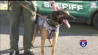 K9 Titan receives bullet-proof vest