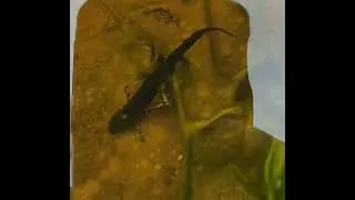 A Smooth Newt (Lissotriton vulgaris), Irelands only Newt species.