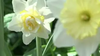 Spring Flower Show at Como's Marjorie McNeely Conservatory