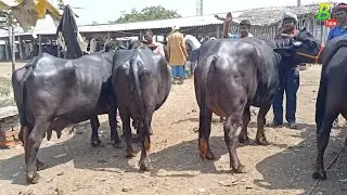 30 हजार रुपए में भैंस खरीद सकते हैं दिलदारनगर के पशु मंडी से | Bhains ki Mandi in Uttar Pradesh