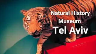 Exploring the Steinhardt Museum of Natural History in Tel Aviv