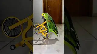 Parrot doing BMX stunts #birds #animals #cyclist #pets #cycling #bike #funny #parrot #bmx #memes