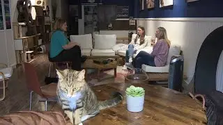 The Scratching Post cat caf&eacute; celebrates five years