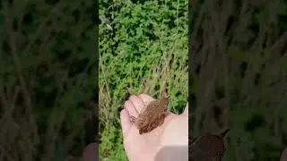 BIRD RESCUE #wren #britishbirds