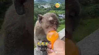Funny Monkey Video 🐒 | Try Not to Laugh Challenge! #shorts #monkey