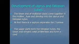 Dr Wasan Alsafi / Embryology and anatomy of female genital system 1