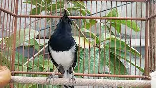 Suara burung kacer ngeplong untuk pancingan kacer bahan cepat bunyi gacor!!