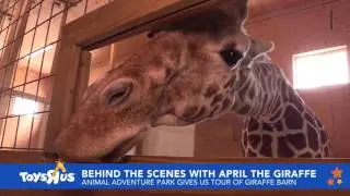April the giraffe finally gave birth. Here's why the pregnancy became such a saga.