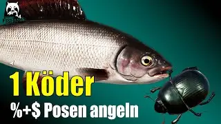 Russian Fishing 4 - Belaja - Nur 1 Köder = Kescher voll % und Silber $$$