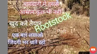 Rootstock तैयार करने का सबसे आसान तरीका जिंदगी भर के लिए