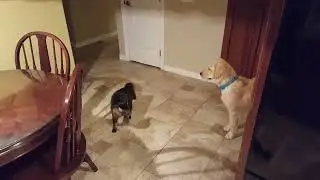 Molly and Milo, a once in a lifetime friendship.