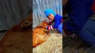 Jaidev funny videos with Cow 🐄  #shorts #trending #ytshorts