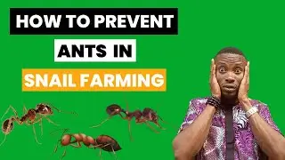 How to Prevent Ants From Attacking Your Greenhouse Snail Farm || kill Soldier Ants in Snail Farm