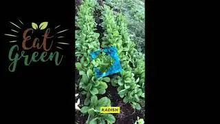 Natural produce. Organic farm. Healthy life.