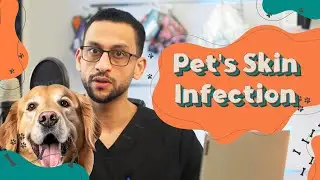 Why Human Products Harm Your Pet&rsquo;s Skin