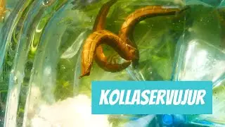 Kollaservujur (Dytiscus marginalis; Great diving beetle)