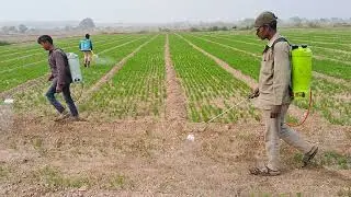 Jiru Ma Dava Chhatvi | Cumin Crop Spraying with Sprayer | Indian Village Farming