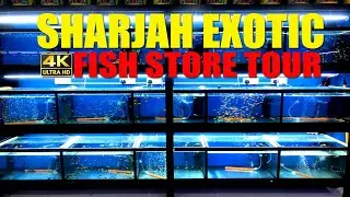 SHARJAH EXOTIC FISH STORE TOUR IN 4K