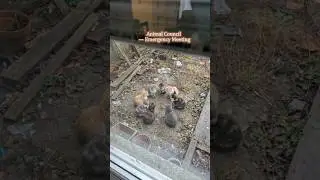 Something serious is happening in the animal council 👀#meeting #animals #cute #farm #dramatic