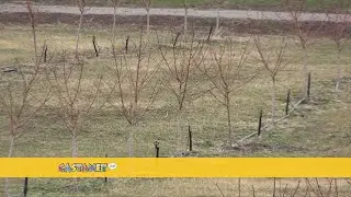 Продлится ли теплая зима в Оканагане?