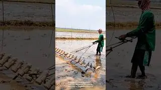 Pioneering sustainable rice farming practices