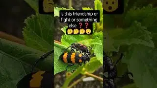 😳🤔Yellow and red beetle friendship or fight ??? #bug #nature #beetle #insects #songs #khalasisong #