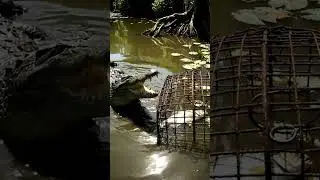 How can the crocodile eat the fish inside the trap? #animals #crocodile #trap