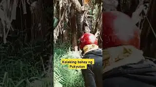Namuhag kami ng pukyutan sa gubat  #honeybee #probinsya