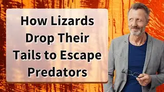 How Lizards Drop Their Tails to Escape Predators