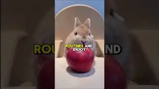 Ranking The Best Pets