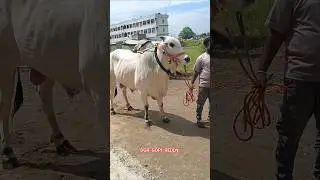 Ongole bull nandyala district