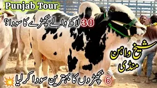 Sheikhwan Mandi Latest Update | 9 February 2026 | Cow Mandi Season 2026. 