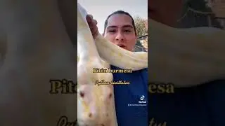 Pit&oacute;n burmes como mascota