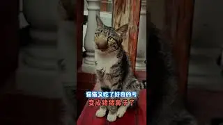 猫猫又吃了好奇的亏，鼻子变成猪猪鼻了 #cat #萌寵 #萌寵 #funny #pets #寵物 #可愛 #cute #animals #可愛動物