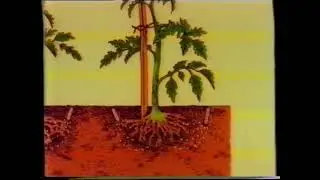 1983 TV Ad. Selley&rsquo;s Jobe&rsquo;s Fertiliser Spikes. Perth, Western Australia.