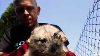 Animal rescue video - 17 foxes saved from slaughter