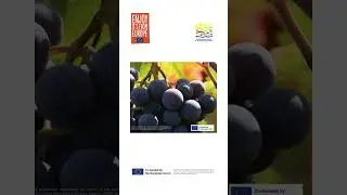 🍇🌿 𝐂𝐚𝐫𝐢𝐠𝐧𝐚𝐧𝐨 𝐝𝐞𝐥 𝐒𝐮𝐥𝐜𝐢𝐬 𝐃𝐎𝐂: 𝐀 𝐇𝐢𝐬𝐭𝐨𝐫𝐢𝐜𝐚𝐥 𝐰𝐢𝐧𝐞 𝐨𝐟 𝐒𝐚𝐫𝐝𝐢𝐧𝐢𝐚