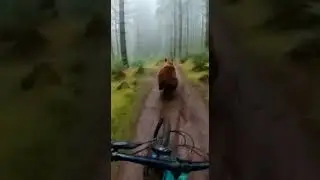 This is wild😱 Watch this bear go viral #bear #funny #viral