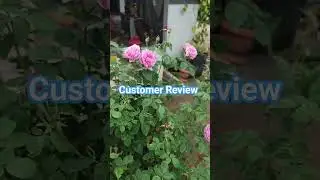 Happy Customers 😄 #msprosegarden #roseflowers #roses #review
