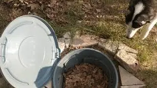 Homemade backyard dog waste septic, math puzzle, 50 days, 10 dogs, 63% full