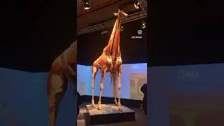 Animal inside out | Body Worlds 👀    #animals #anatomy #istanbul #animallover