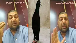 Ustad Baba Sikandar Na Lahore Our Kasur Ka Lay Khola Challeng Kar Deya 💯🙊