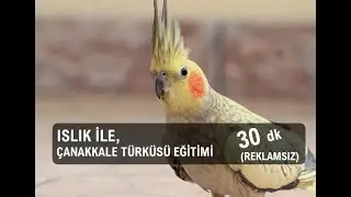 Sultan Papağanı Islık Çanakkale Türküsü 30 dakika reklamsız