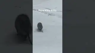 Woke up early from hibernation and hating life #kitty #winter #survival #opossum #possom #michigan