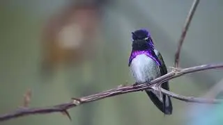 natural and funny videos |nature |forest  |@ 